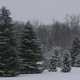 Image for article titled This Experiment Teaches Us to Fear Trees